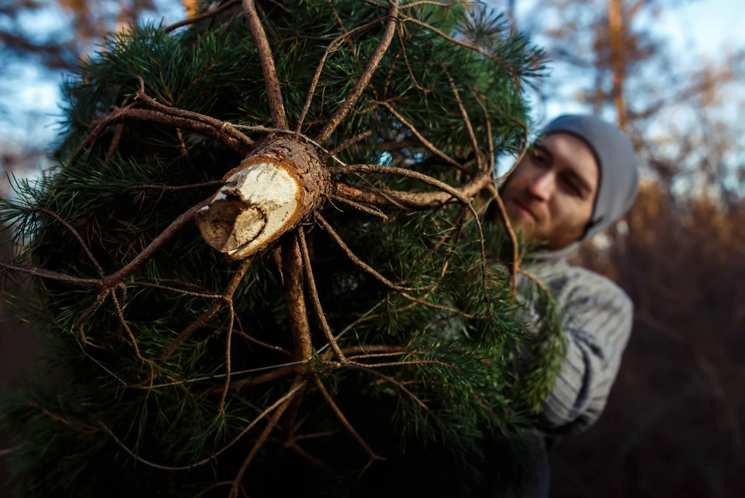Christmas Tree Removal Service In Gresham