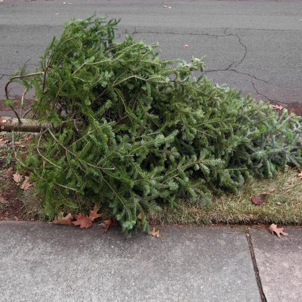 Christmas Tree Removal Service In Gresham